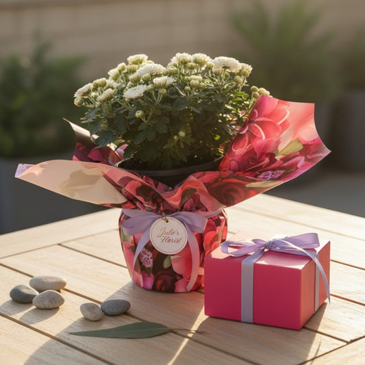 Chrysanthemum Plant