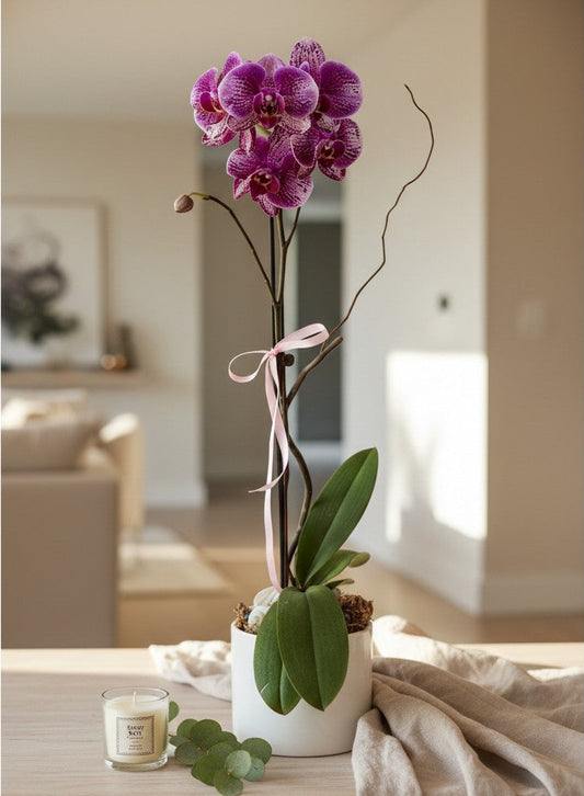 Phalaenopsis Orchid Plant