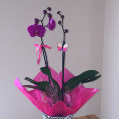 Bright orchid - Fresh orchid plants.  Perfect gifts.