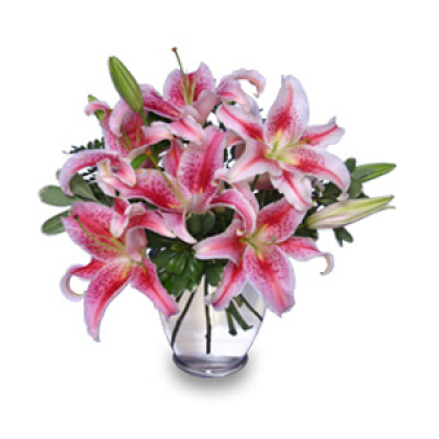 Dazzle - Amazing long lasting Oriental Lilies in either white or pink including glass vase.