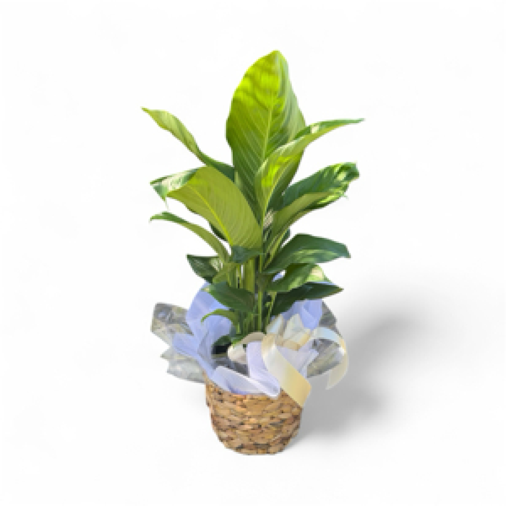 House plants Product Image