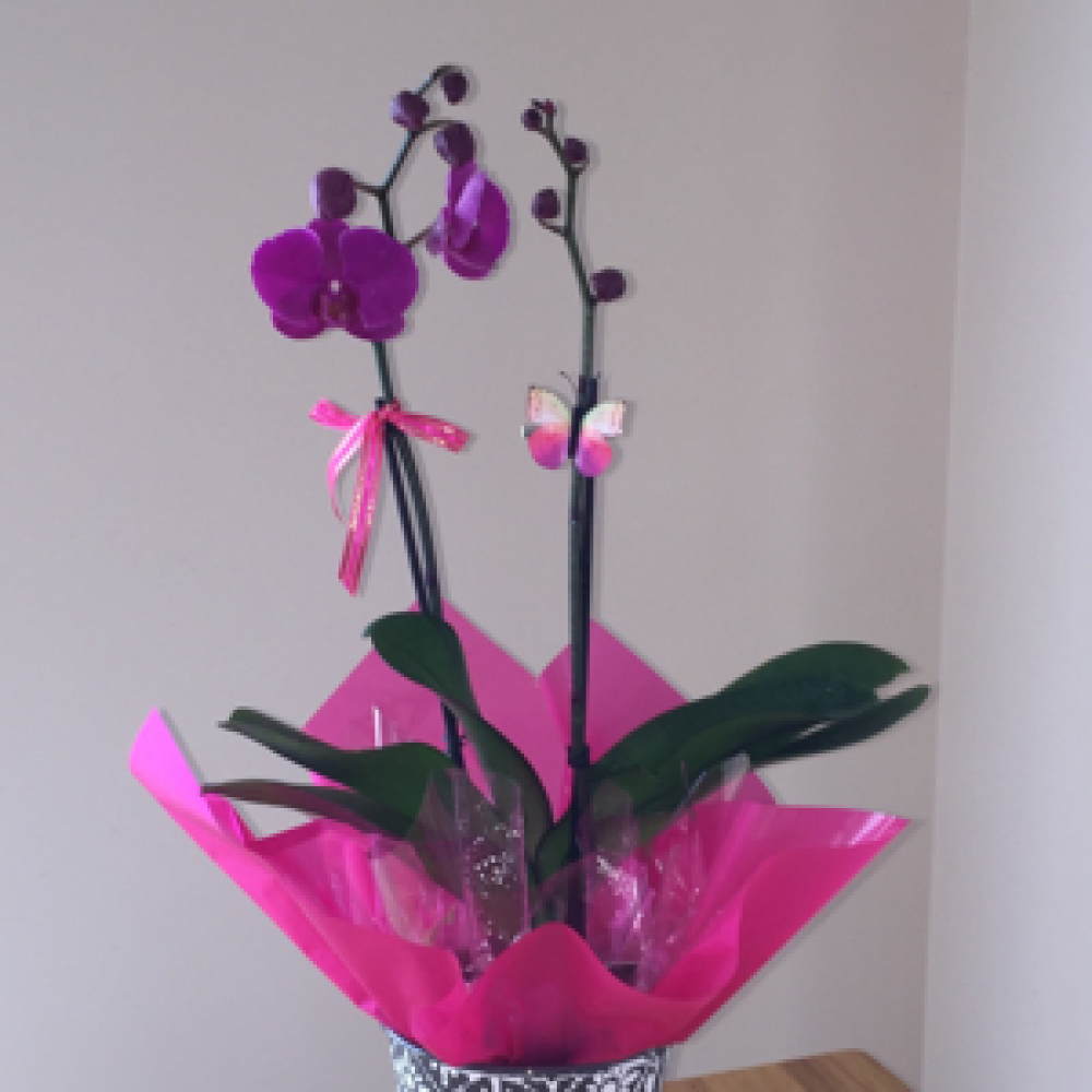 Bright orchid Product Image