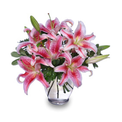 Dazzle - Amazing long lasting Oriental Lilies in either white or pink including glass Vase