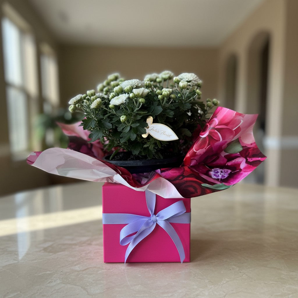 Chrysanthemum plant gift Gold Coast — Julie's Florist Burleigh Waters