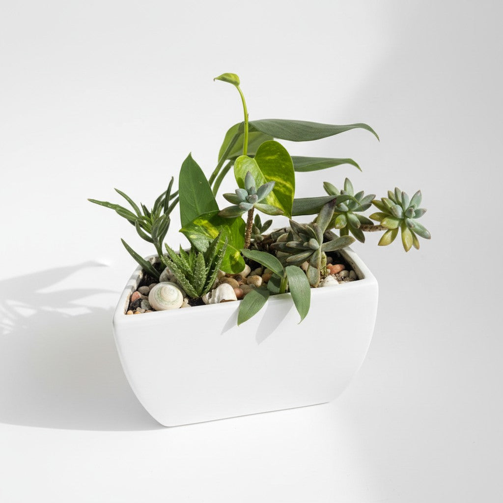 Succulent cacti planted bowl gift Gold Coast — Julie's Florist Burleigh Waters