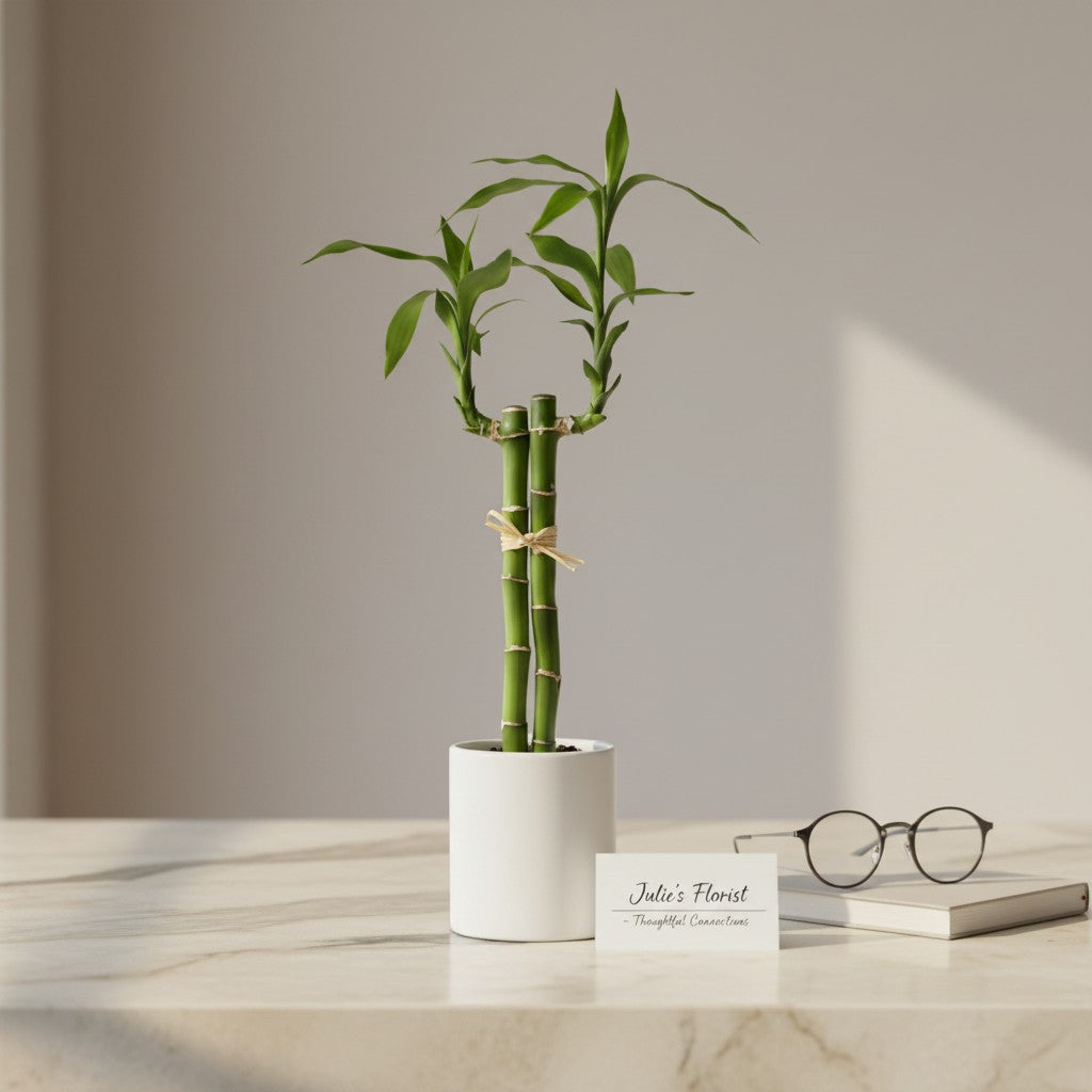 Lucky bamboo plant gift Gold Coast — Julie's Florist