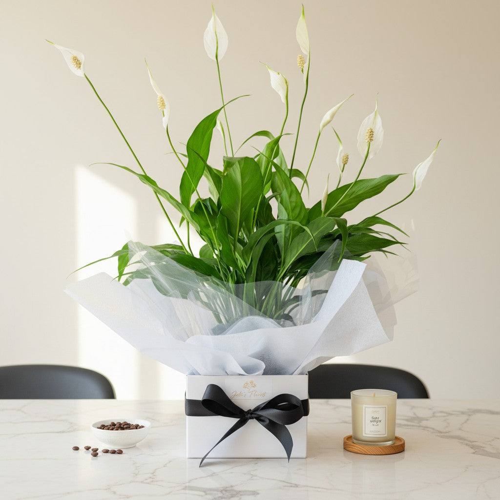 Peace lily plant gift Gold Coast — Julie's Florist Burleigh Waters