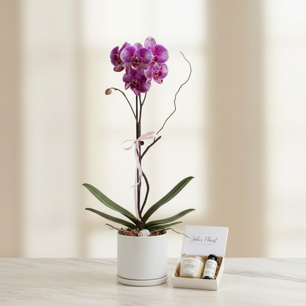 Phalaenopsis orchid plant ceramic pot Gold Coast — Julie's Florist